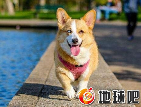 威尔士柯基犬 动物常识 动物百科 百科 地球吧 全球网手机版
