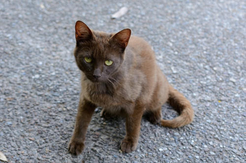 こげ茶色の猫 ぬこ ちゃん 珍しい色 猫 ぬこ ネコ ねこ 写真 画像いっぱい