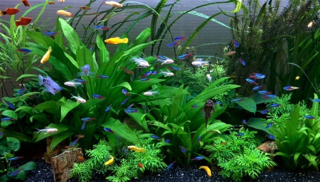 アクア入門 グッピーにはどんな種類がいる グッピーの特徴や飼育方法について