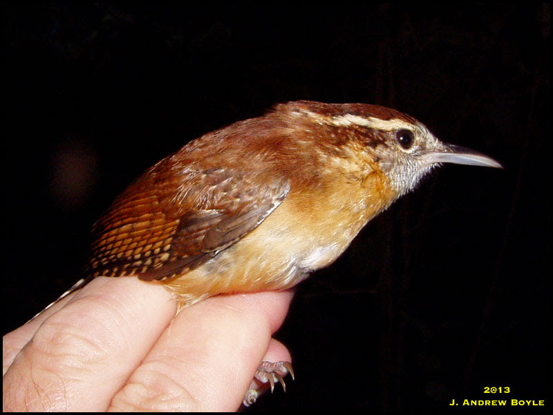 Carolina Wren