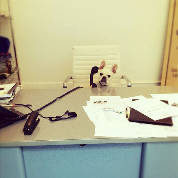 22 Animals That Forgot They Were Animals  Bored Panda