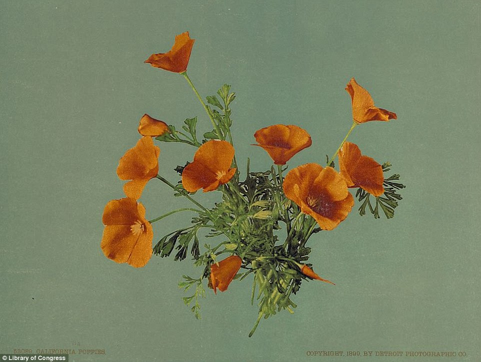The images were produced using the photochrom process of taking black and white negatives and filling them with color by transferring them onto lithographic printing stones. Here, California's famous poppies were captured in 1899