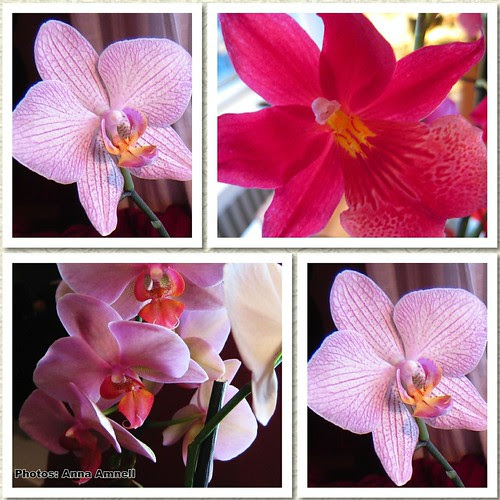 orchids-collage