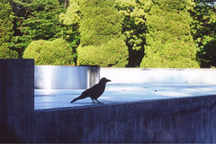 'Nevermore'