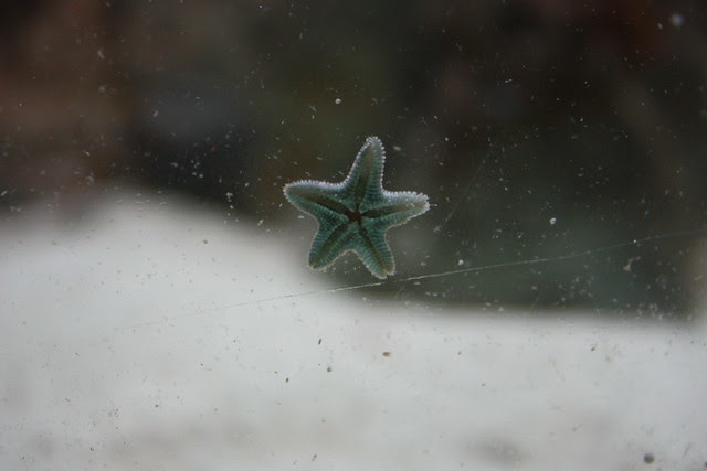 Mini Seestern