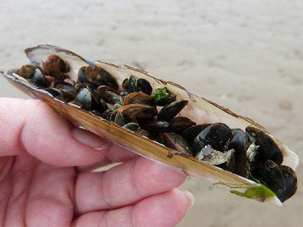moules et couteaux