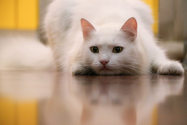 大興奮で暴れる猫の夜の運動会の3つの原因 落ち着かせるには しつけでやめさせられる 猫の総合情報サイト ペットスマイルニュースforネコちゃん