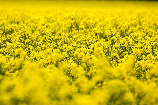 菜の花 セイヨウアブラナ アブラナ科は油の菜 ハンター日記