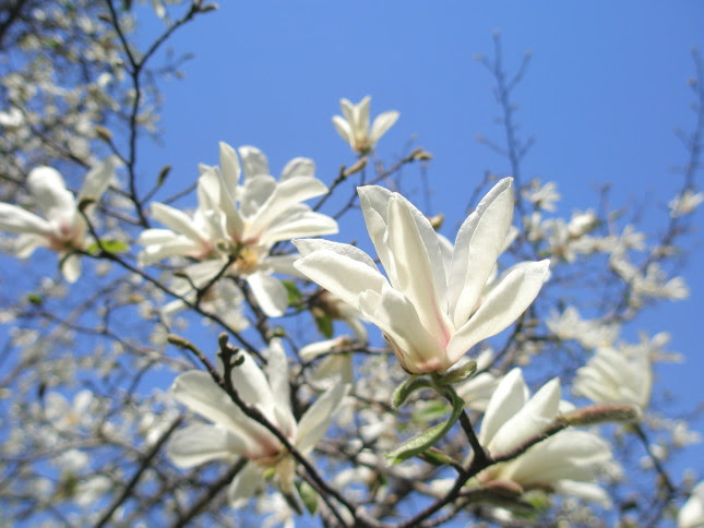 コブシ花散歩