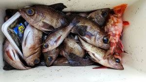 孝志丸 三重県 鳥羽 釣り船 乗合船