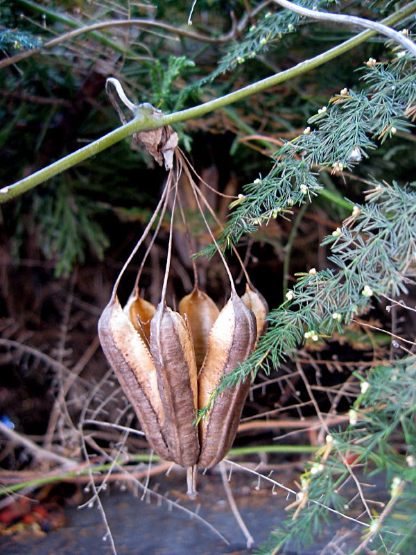 13-10-2010-natural-lantern