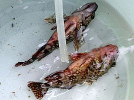 小型カサゴのリリースは海面に思いっきり叩きつけるとよい へた釣り こむ