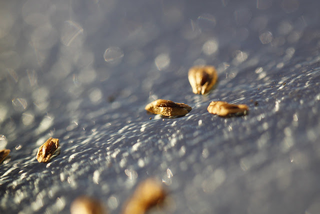 cedar seed on glass
