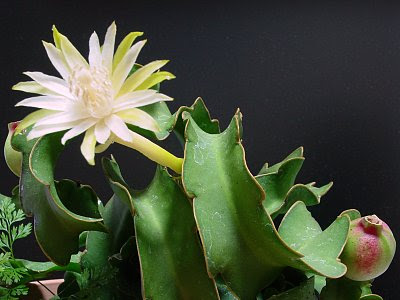 むらさんのたいくつな日々 ミニドラゴンフルーツの花が咲いた 8月31日