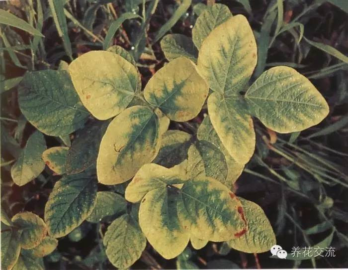 所有花友都应该懂的肥料百科 什么植物施什么肥