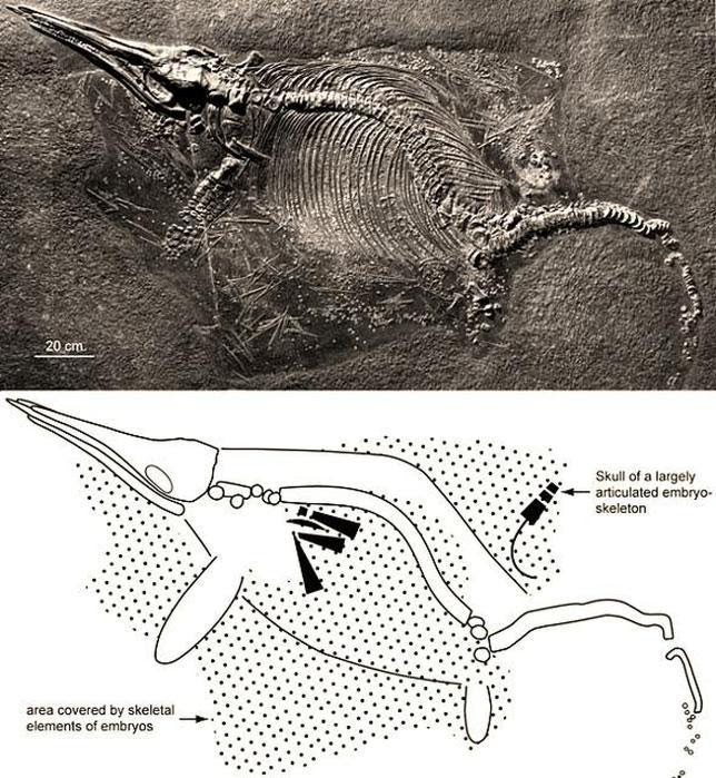 Los dinosaurios que explotan después de muertos