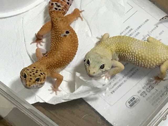 初めてのレオパ 繁殖 交尾から卵の管理方法をご紹介 You Reptiles Com