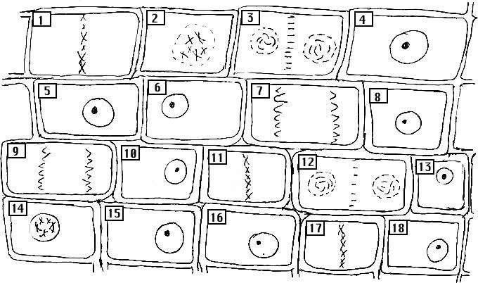 Prentice Hall 3 Cell Processes and Energy