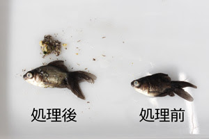 作り方を学ぶ ゆめいろ骨格堂 神畑養魚株式会社