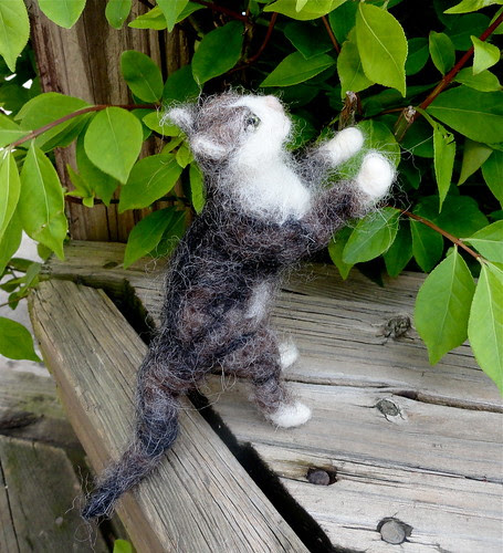 Tabby cat