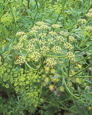 イタリアンパセリ ホームセンター ビバホーム Diyからリフォームまで暮らしをもっと快適に