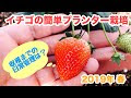 プランター栽培 イチゴ の 育て 方 151564