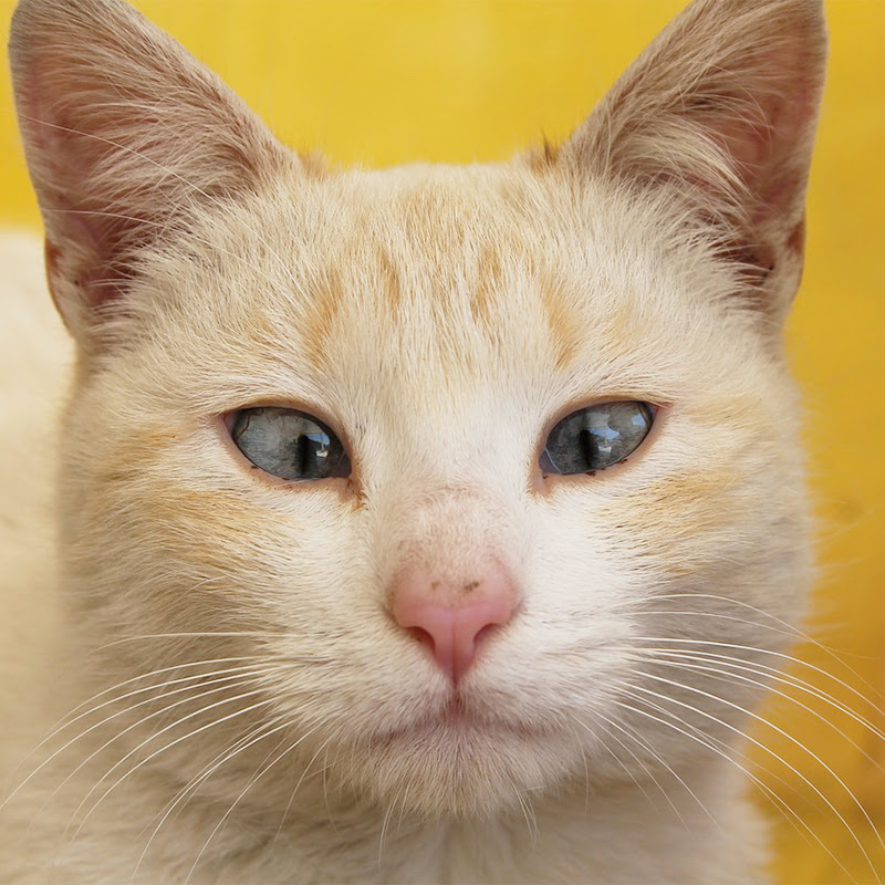 猫が寄り目なのはなぜ？病気？シャム猫などの寄り目の原因と視力 