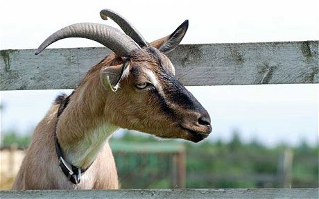 goat