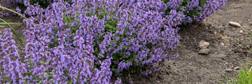 Deer Proof Flowers And Shrubs - Easy To Grow Deer Resistant Plants High Country Gardens / Do you have problems with deer eating your garden plants?