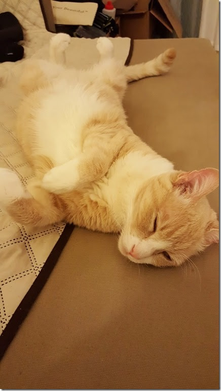 cat sleeping on back (450x800)