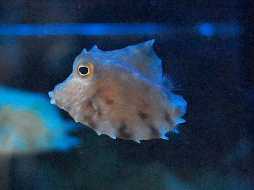 海水魚 サンゴ 熱帯魚 テラリウム 飼育