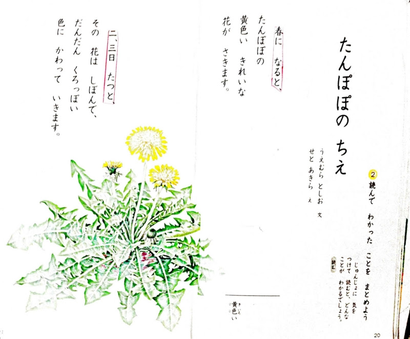 たんぽぽのちえ Shobuno S Blog