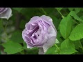 コンプリート！ ピンク バラ 種類 311437