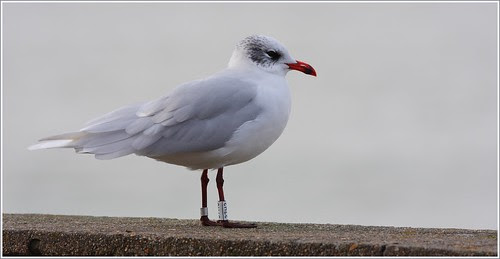 37H3 mouette mélanocéphale "Belge"