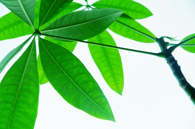 パキラの葉先が茶色に 切るべき 枯れたものを復活させるには ハッピーでグッドな生活