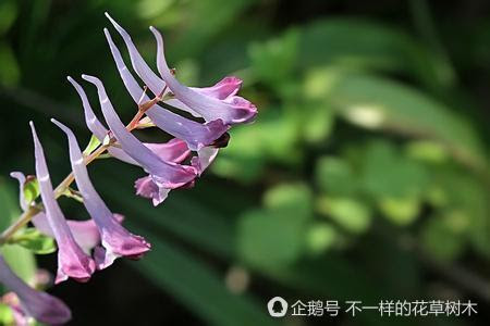 野草記之 刻葉紫堇 你是初夏路邊的小精靈 Ifuun