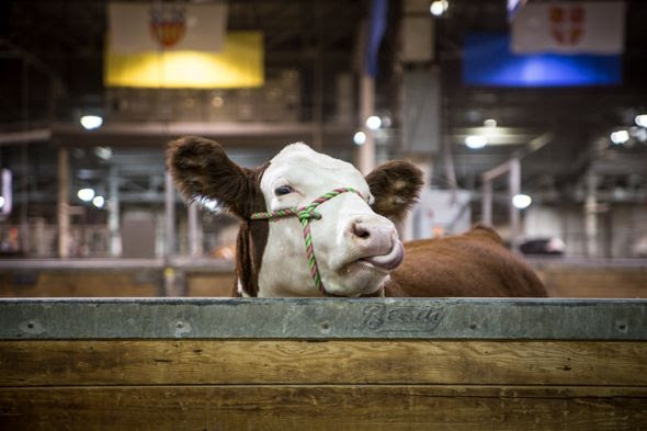 Royal Winter Fair