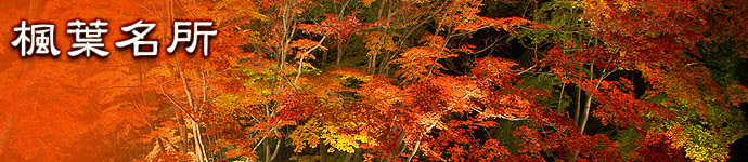 群馬賞楓 群馬楓葉 群馬紅葉 日本見聞錄