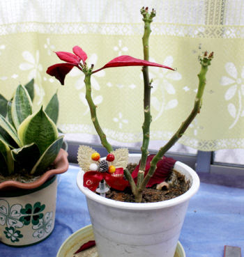 ポインセチアの育て方 冬に枯らさず植え替えや切り戻し剪定が出来るように育てよう