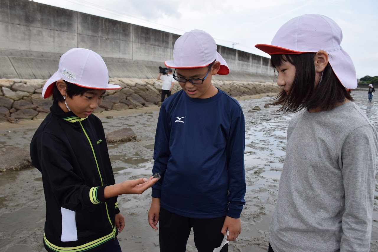 児童が秋穂二島長浜地区の干潟でカブトガニの調査 山口市 全国郷土紙連合