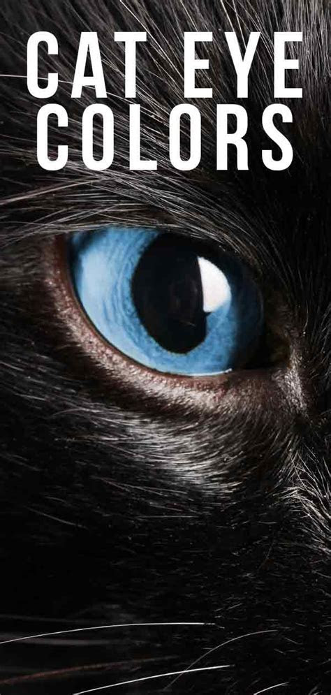  cat eye colors an amazing range of shades