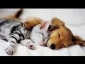 Dog And Cat Pictures