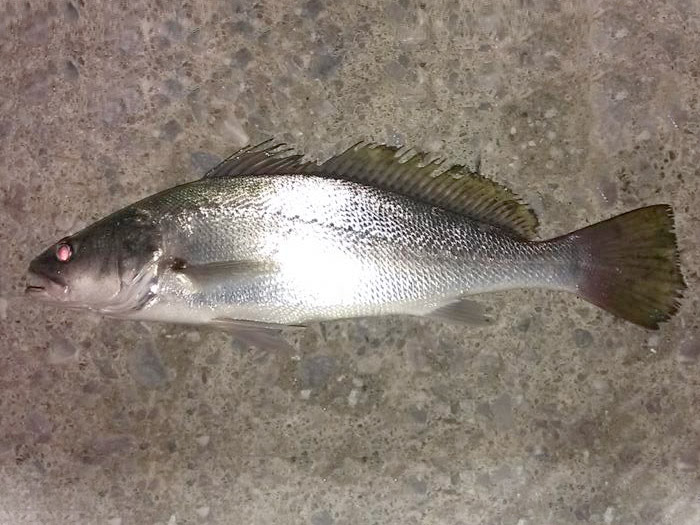 クイチ くいち みやつり