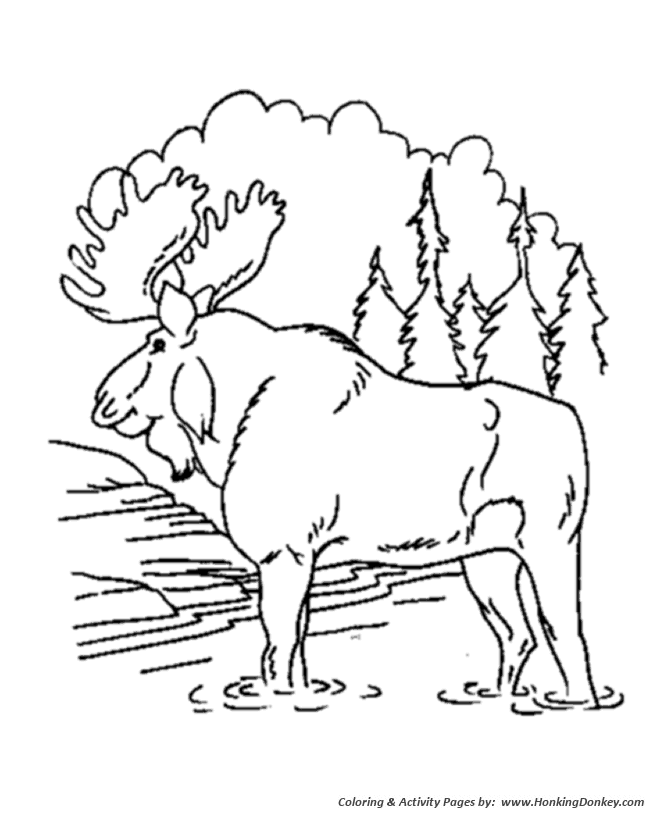 Bull Moose Animal Coloring Pages Moose Coloring Page Honkingdonkey