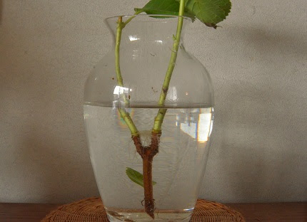 季節のgarden Work アジサイの水挿し Wendy S Design Blog