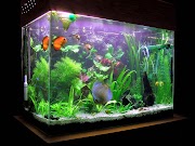 29+ Latar Belakang Akuarium, Keren!