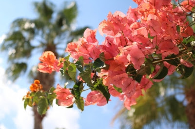 花言葉は 情熱 南国カラーのブーゲンビリア Hawaiiの風をお届け Aloha Hawaii Mau