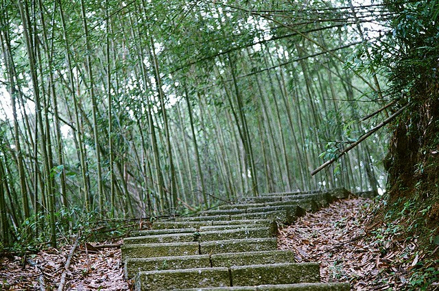 竹林石階路
