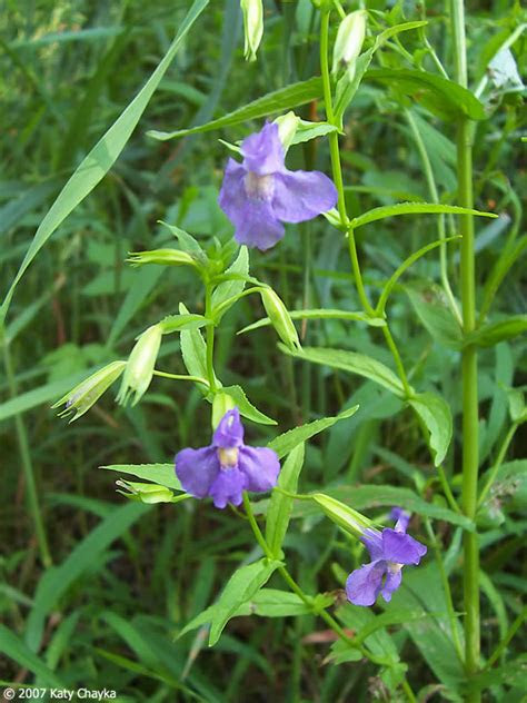 Houseplants provide any room with a bright spot of color and life. Mimulus ringens (Allegheny Monkey Flower): Minnesota