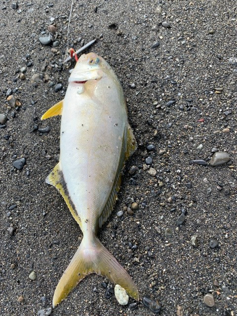 サーフでショゴ アブコ入れ食いに フィッシング遊